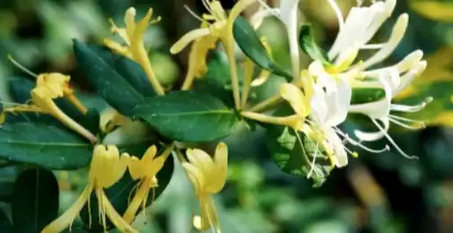 The Healing Powers of Honeysuckle Extract in Traditional Medicine